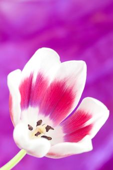Open Tulip Royalty Free Stock Image Open Tulip Royalty Free Stock Image