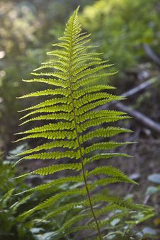 Green Fern Stock Images