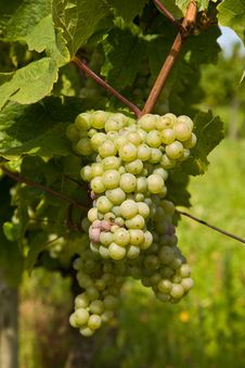 Beautiful Grapes In The Vineyard Stock Photo