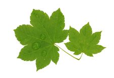 Brightly Green Maple Leaf Stock Photo Brightly Green Maple Leaf Stock Photo
