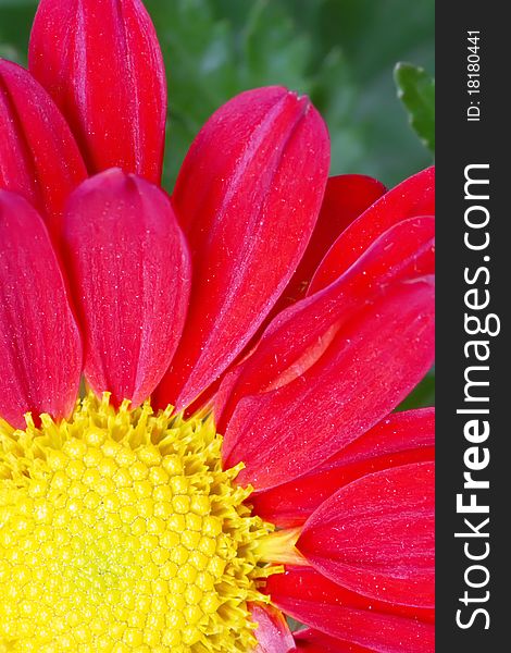 Closeup of a red chrysanthemum. Closeup of a red chrysanthemum