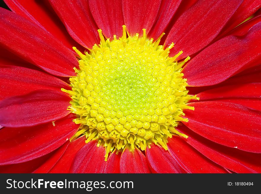 Closeup of a red chrysanthemum