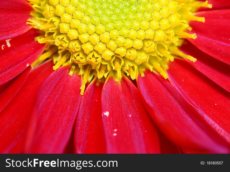 Closeup of a red chrysanthemum