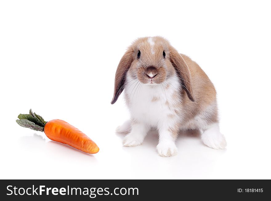 Little Rabbit On A White Background