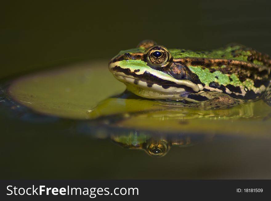 Closeup of a frog on a lily pad with his reflection