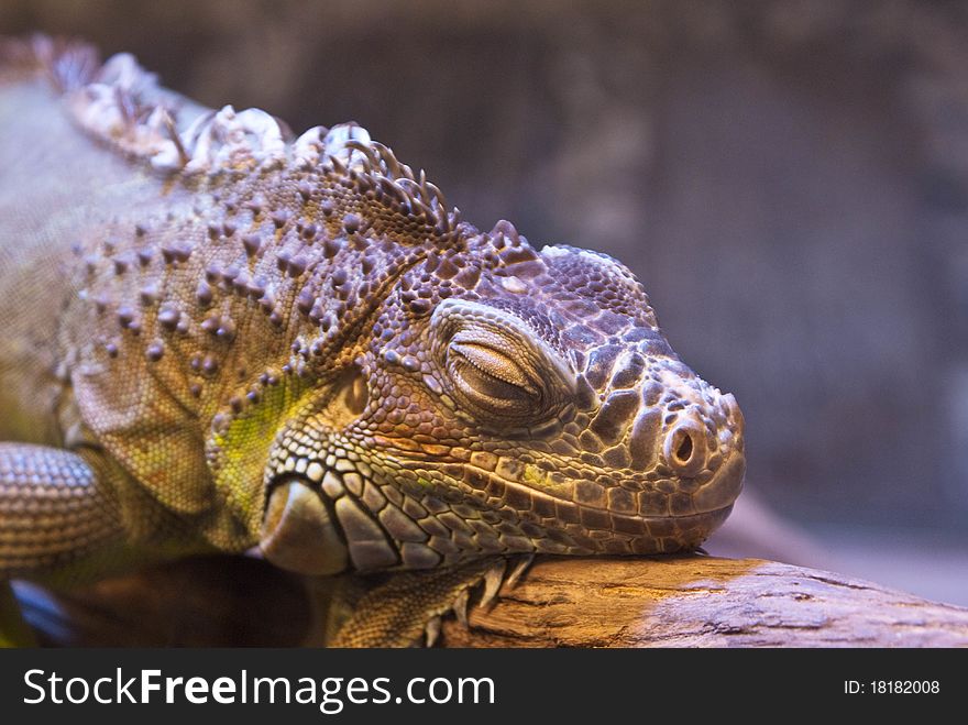 Big gorgeous iguana sitting on the tree