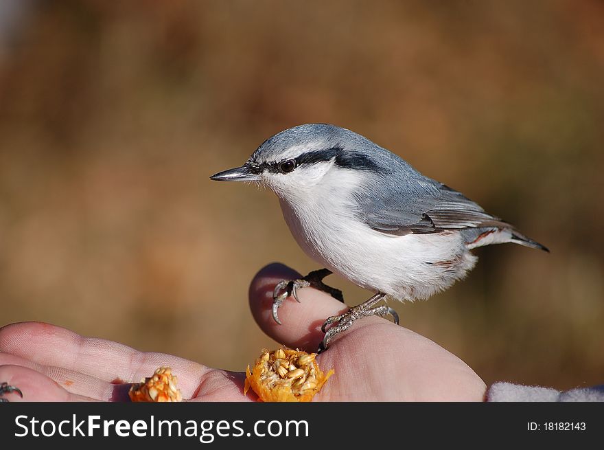 Bird eating out of hand. Bird eating out of hand.