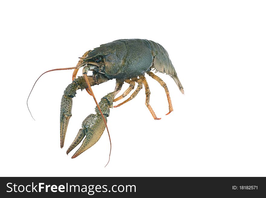 Fresh row green crayfish on a white background