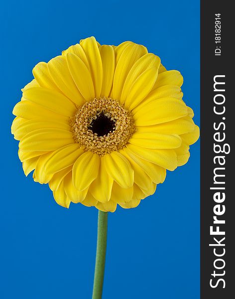 Yellow Gerbera