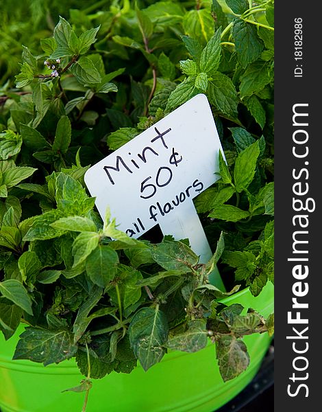 Fresh mint for sale at a farmer's market
