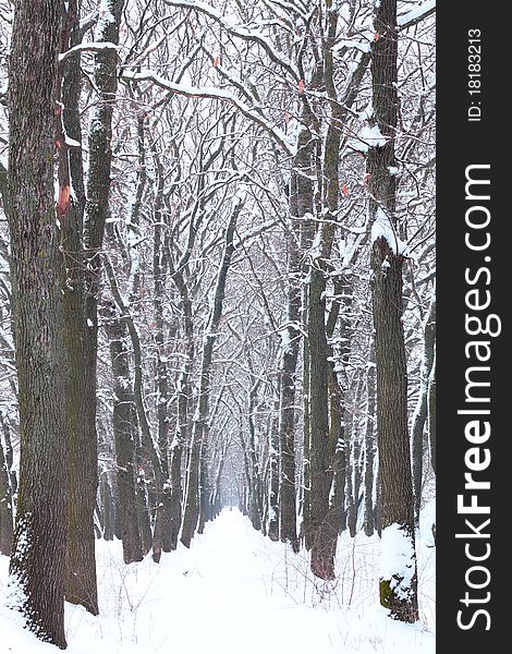 Snow-covered trees in the park. Snow-covered trees in the park