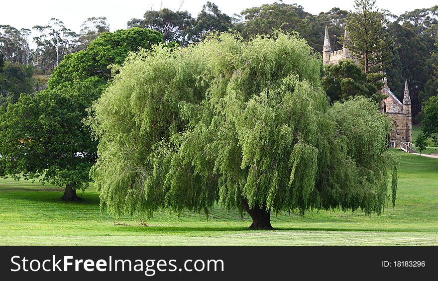 A Beautiful Tree In Tasmania