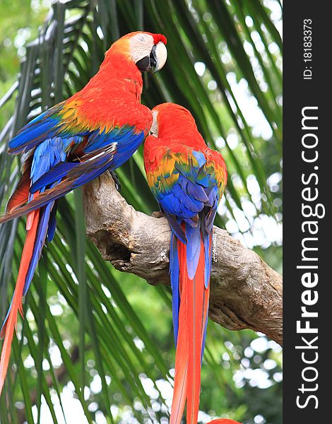 Two Macaws Back Side