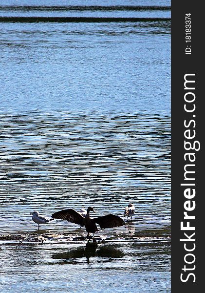 Cental Park in New York City birds on the surface of the Hudson River. Cental Park in New York City birds on the surface of the Hudson River