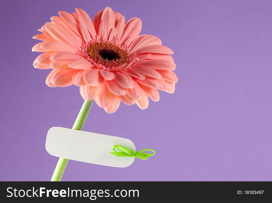 Gerbera in front of violet background with label. Gerbera in front of violet background with label