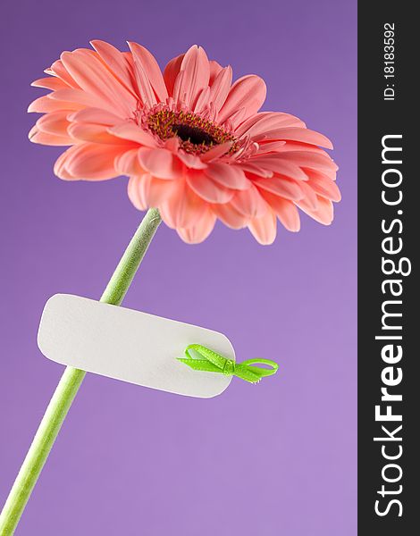 Gerbera with label for your text. Gerbera with label for your text