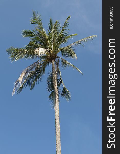 Leafs of coconut palm tree on blue background.