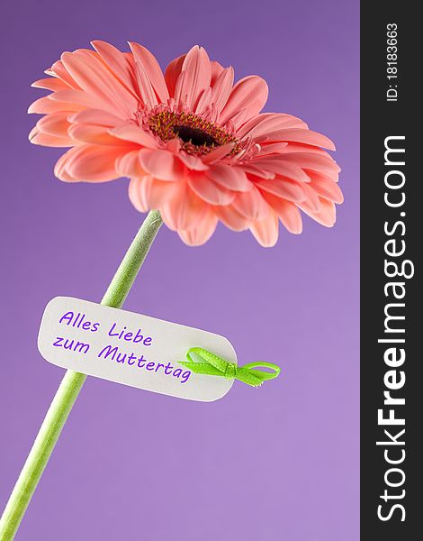 Gerbera with label and text for mothers day