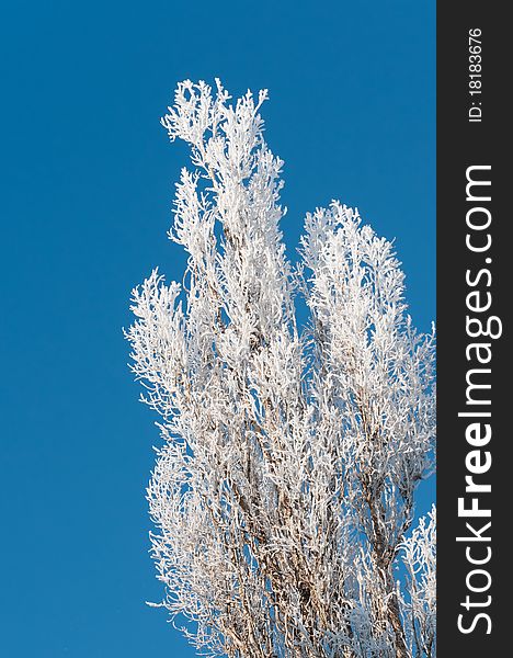 The winter tree on a blue sky