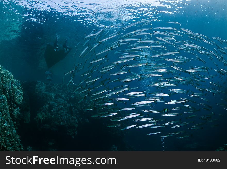 School of Barracudas with a boat in the background in the Southern Red Sea