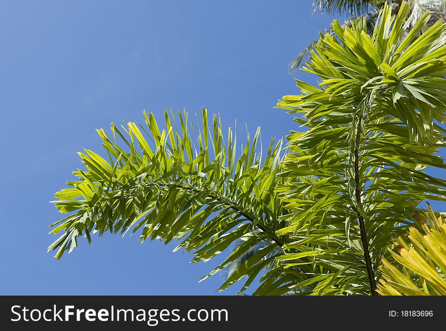 Leafs of palm tree on blue background.