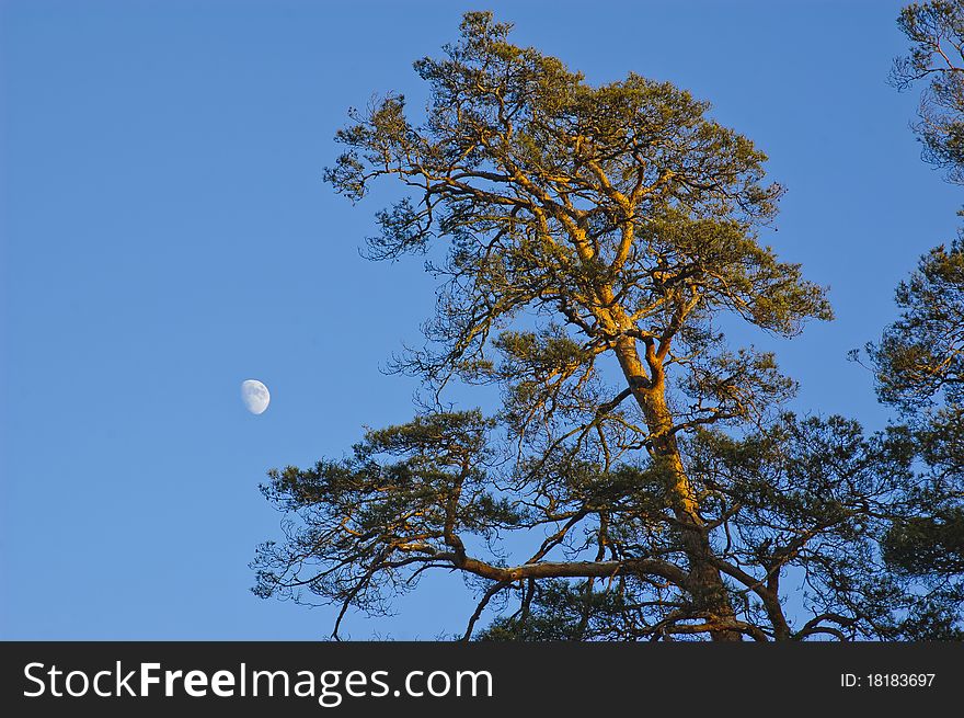The morning sun illuminates the top of the pines. The moon is still visible in the sky. The morning sun illuminates the top of the pines. The moon is still visible in the sky