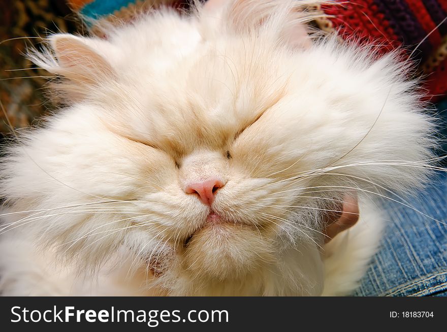 Head of a white fluffy cat with closed eyes