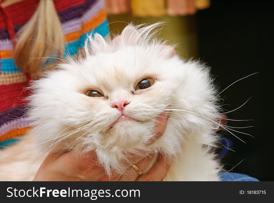 White fluffy cat with widely open eyes