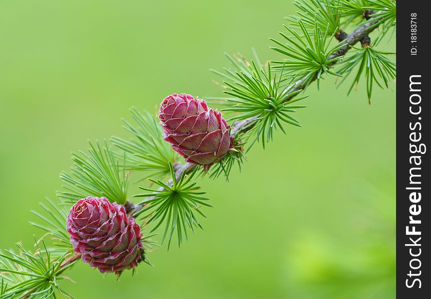 Young cones on a branch of larch in the park in Kiev