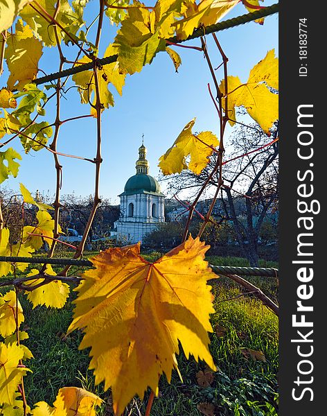 Yellow vine leaves the convent garden is framed by church. Yellow vine leaves the convent garden is framed by church