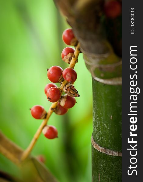 Background of red berries green leaves and grass