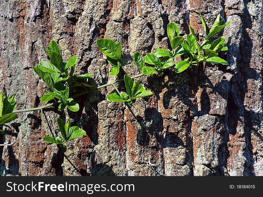 Young leaves on the bark of old pine. Young leaves on the bark of old pine