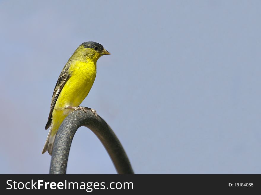 The Lesser Goldfinch (Carduelis psaltria) is common in the southwestern United States and northern Mexico. The Lesser Goldfinch (Carduelis psaltria) is common in the southwestern United States and northern Mexico