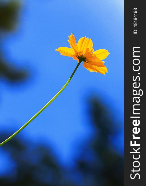 Yellow Flower With Blue Sky