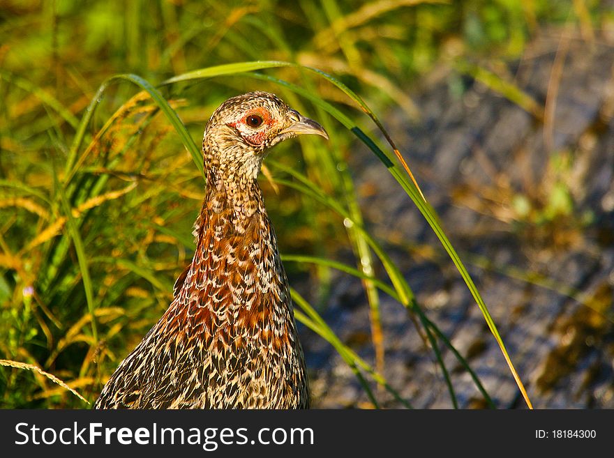 Ring-necked Pheasant (Phasianus colchicus) is a favorite hunting bird imported from Europe and Asia. Ring-necked Pheasant (Phasianus colchicus) is a favorite hunting bird imported from Europe and Asia