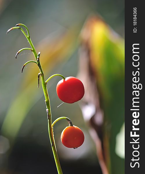 Red berries of a lily of the valley in the autumn