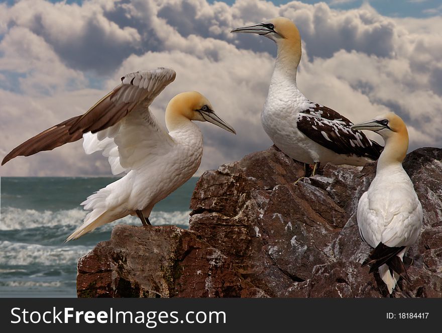 Immature young Northern Gannets gather together on Bass Rock in Scotland during the summer months. Immature young Northern Gannets gather together on Bass Rock in Scotland during the summer months.