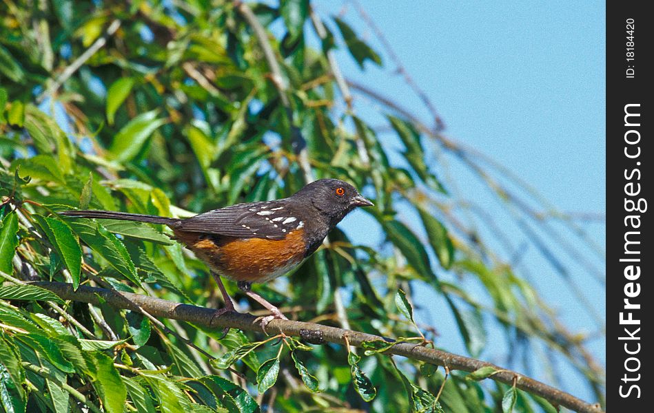 Spotted Towhee (Pipilo maculatus) is usually spotted on the ground skulking for food