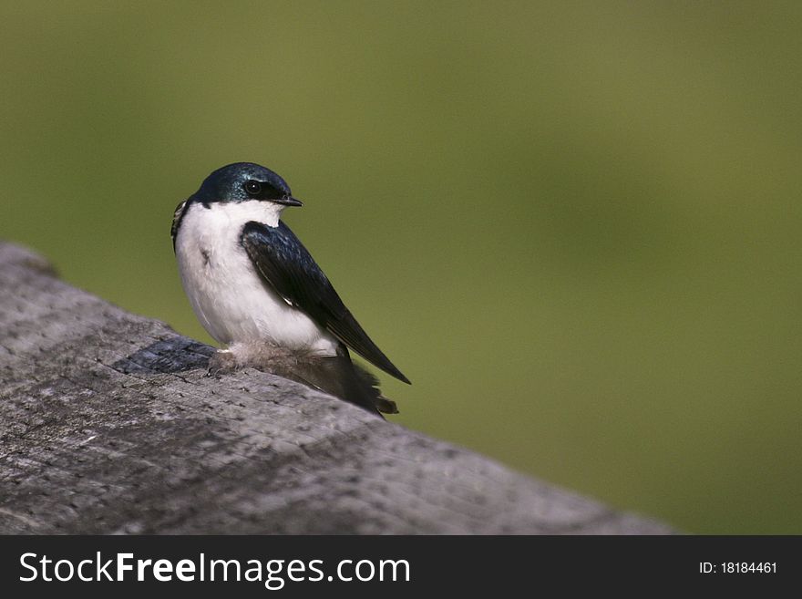 Tree Swallow (Tachycineta bicolor) rests on a railing before resuming its hunting flights