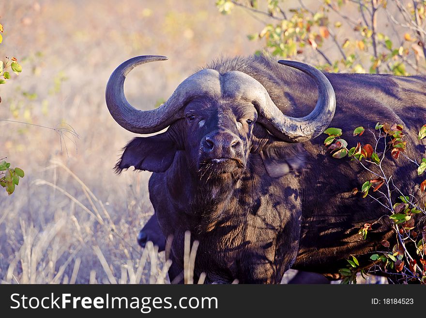 A large buffalo stares at the photographer. A large buffalo stares at the photographer