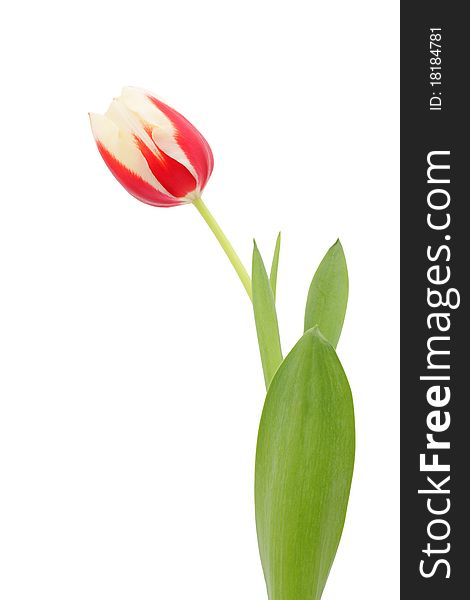 Spring tulip on a white background