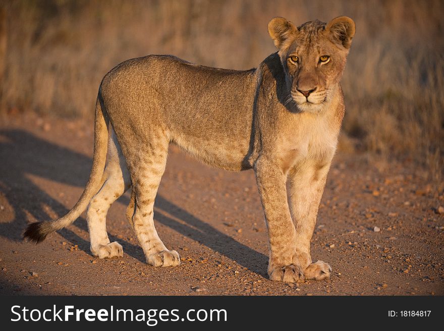 A young Lioness in the road at Sunrise. A young Lioness in the road at Sunrise