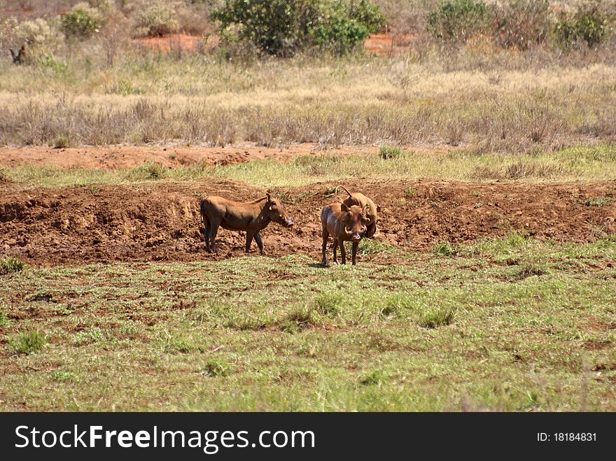 A couple of warthogs running around in africa. A couple of warthogs running around in africa