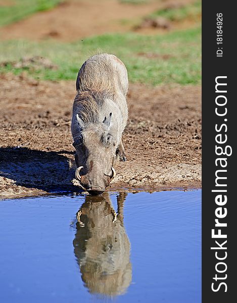 ON a hot summers day a Warthog quenches its thirst. ON a hot summers day a Warthog quenches its thirst