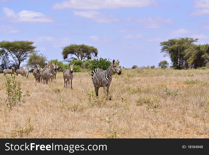 A herd of Zebra's seen in a line. A herd of Zebra's seen in a line