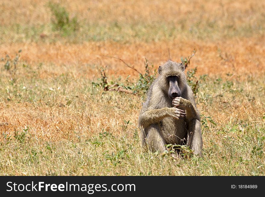 A baboon monkey running around in africa. A baboon monkey running around in africa