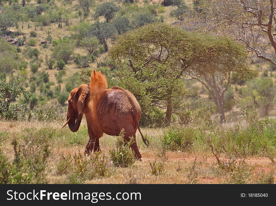 An elephant cooling off in Tsavo East Africa. An elephant cooling off in Tsavo East Africa