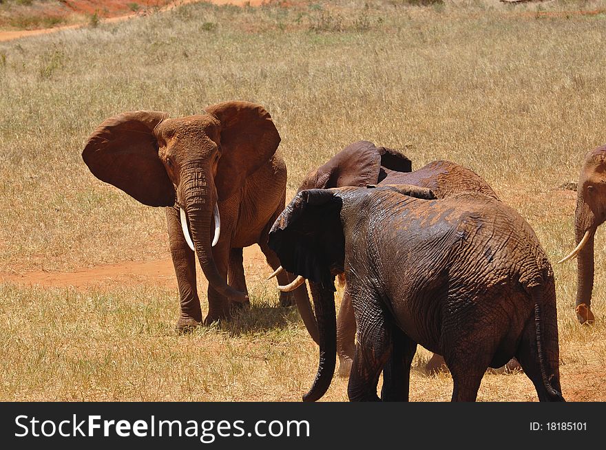 A coulple of male elephants in Tsavo East Africa. A coulple of male elephants in Tsavo East Africa