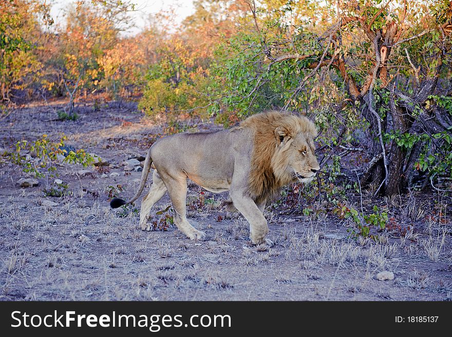 AMale lion walks hard after a night of hunting. AMale lion walks hard after a night of hunting