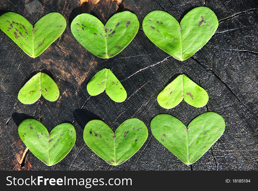 Heart shaped green clovers on backg ground